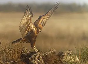 Root: Young female marsh harrier (Circus aeruginosus) on a tree root in morning fog