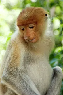 Labuk: Young female Proboscis monkey (called Adi by sanctuary