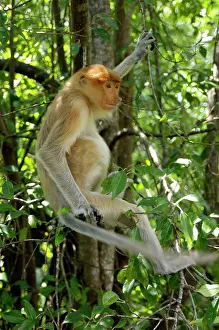 Hangs: Young female Proboscis monkey (called Adi by sanctuary