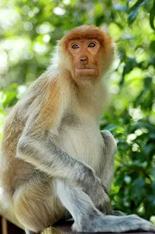 Waits: Young female Proboscis monkey, wild but relatively