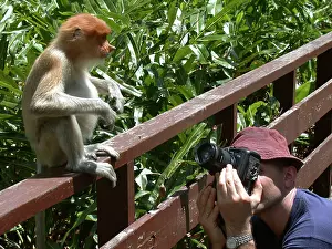 Photographers: Young female Proboscis monkey - wild but relatively