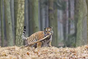 Plays: One young female Siberian Tiger