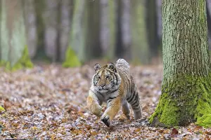 Race: One young female Siberian Tiger
