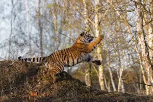 Hunt: One young female Siberian Tiger