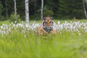 Tall: One young female Siberian Tiger