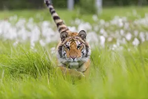 Tall: One young female Siberian Tiger, Panthera tigris altaica