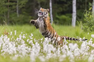 Leaping: One young female Siberian Tiger, Panthera tigris altaica