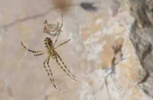 Croatia: Young female of wasp spider (Argiope lobata) resting