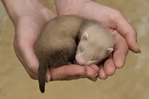 Softnesses: Young Ferret three-weeks old hand-held in Ferrets island