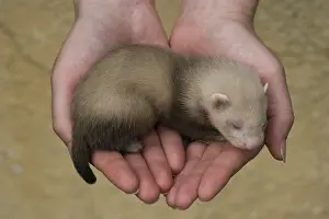 Softnesses: Young Ferret three-weeks old hand-held in Ferrets island