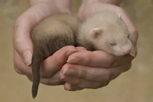 Softnesses: Young Ferret three-weeks old hand-held in Ferrets island