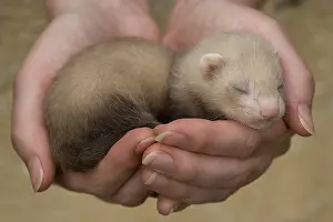 Softnesses: Young Ferret three-weeks old hand-held in Ferrets island