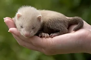 Softnesses: Young Ferret three-weeks old hand-held in Ferrets island