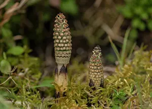 Frond: Very young fertile fronds of Common Horsetail, E