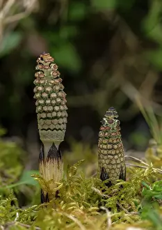 Frond: Very young fertile fronds of Common Horsetail, E