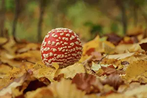 Amanita: A young fly agaric (Amanita muscaria) in a forest