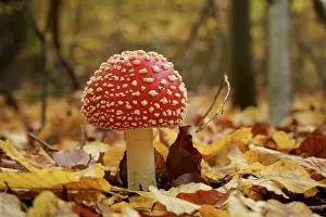 Amanita: A young fly agaric (Amanita muscaria) in a forest