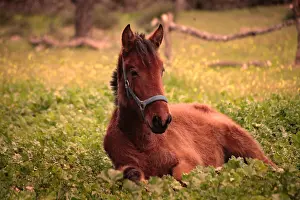 Andy Teare: Young foal lying down outside