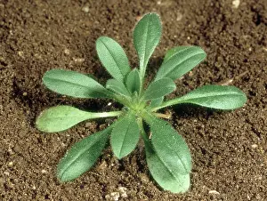 Myosotis: Young Forget-me-not Plant