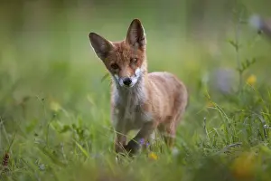 Curiosity: A young fox stands on a green meadow and looks curiously into the camera Red fox Canis vulpes Lower Austria Austria