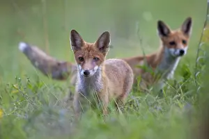 Hatchlings: Two young foxes are on a green meadow