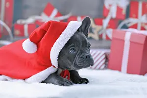 Blurred: Young French Bulldog dog puppy wearing red Christmas
