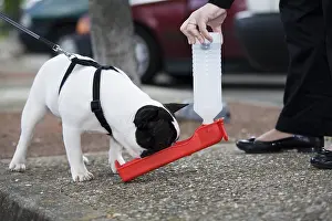 Receptacle: Young French Bulldog drinking on an highway area France