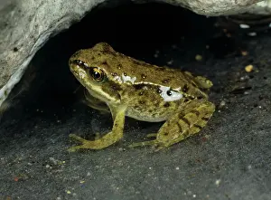 Transition: Young frog (Rana temporaria) shortly after losing its tail