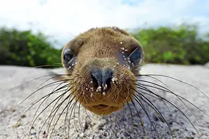 Wollebaeki: Young Galapagos sea lion (Zalophus wollebaeki)