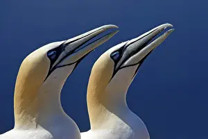 Gannets: Two young gannets (Morus bassanus) waiting for food