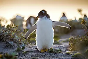 Moulting: Young Gentoo penguin (Pygoscelis papua) in moult