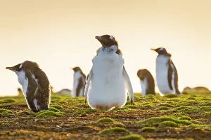 Moulting: Young Gentoo penguins (Pygoscelis papua) in moult