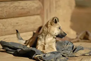 Yunnan: Young German Shepherd puppy in a village near Lake Lugu
