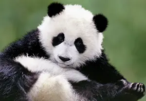Panda: Young Giant Panda - Wolong Nature Reserve