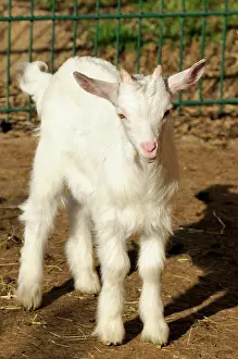 Aegagrus: A young Girgentana goat (Capra aegagrus hircus)