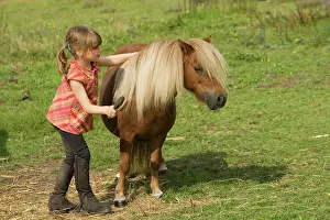 Minature: Young girl grooming Shetland Pony