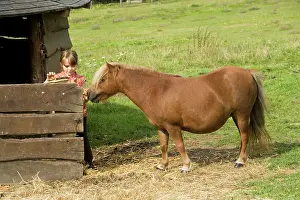 Minature: Young girl grooming Shetland Pony by stable