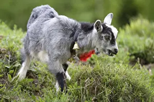 Rumania: Young goat grazing in a meadow Romania