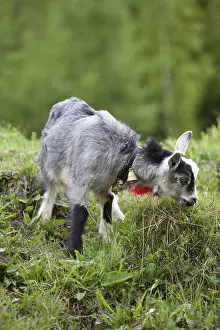 Rumania: Young goat grazing in a meadow Romania