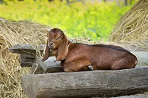 Exploitations: Young goat lying - PN Royal Bardia Nepal