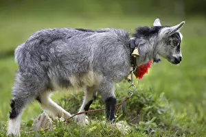 Rumania: Young goat in a meadow Romania