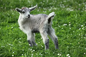 Raising: Young goat in the Pisa region - Tuscany