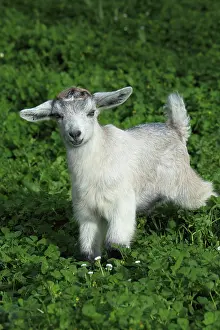 Raised: Young goat in the Pisa region - Tuscany