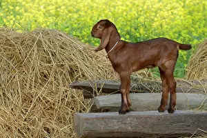 Exploitations: Young goat standing - PN Royal Bardia Nepal