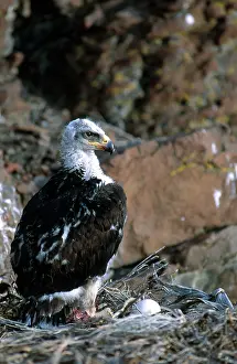 Chrysaetos: Young Golden Eagle