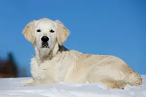 Lays: Young Golden Retriever lying in the snow, North