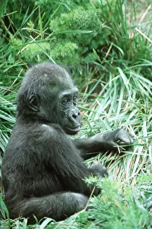 Chris Martin Bahr: Young Gorilla