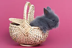 Trugs: Young gray rabbit home on pink background