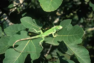 Iguanid: Young Green Iguana