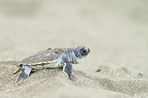 051218: Young green sea turtle (Chelonia mydas) on the beach